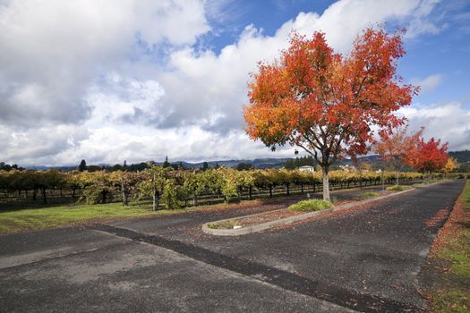 A vineyard and autumn colored trees around a road