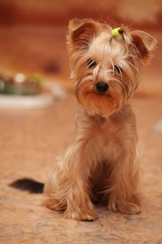 Little Yorkshire terrier sitting on the linoleum floor