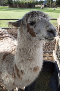 A close up of a llama that seems to be smiling
