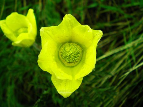 yellow flowers after the rain