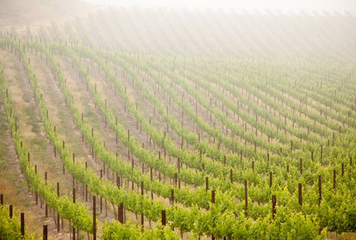 Beautiful Lush Grape Vineyard In The Morning Mist and Sun with Room for Your Own Text.