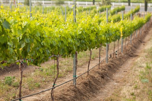 Beautiful Lush Grape Vineyard In The Morning Mist and Sun with Room for Your Own Text.