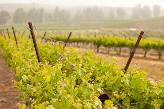 Beautiful Lush Grape Vineyard In The Morning Mist and Sun with Room for Your Own Text.