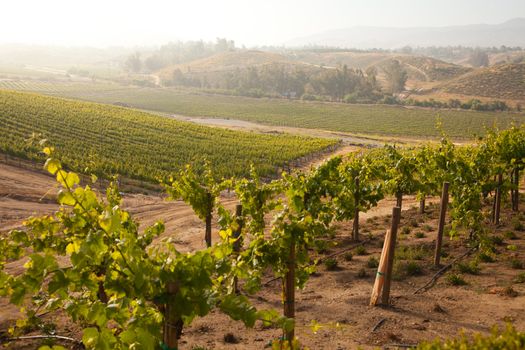 Beautiful Lush Grape Vineyard In The Morning Mist and Sun with Room for Your Own Text.