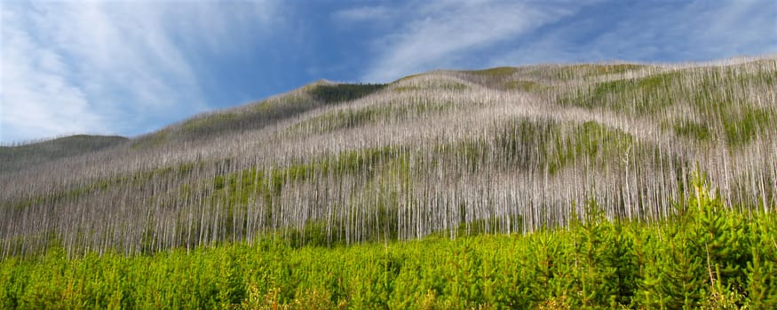 Small pines emerge in the wake of a forest fire in the Flathead National Forest of Montana.