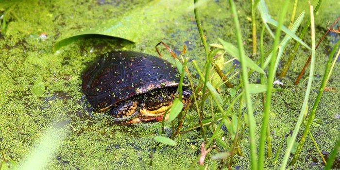 Juvenile Blandings Turtle (Emydoidea blandingii) in a marsh of northern Illinois.