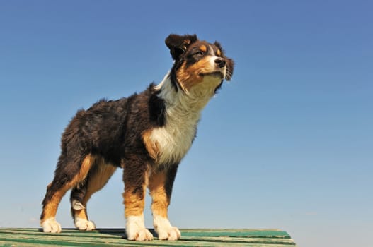 portrait of a cute puppy purebred australian sheepdog