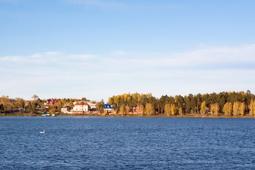 A swan floating in a lake; cottages in a forest are in the background
