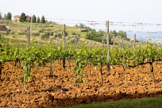 Sun-bathed vineyard in Tuskanian hills
