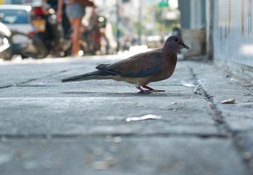 Close details of a city pigeon standing in the street square