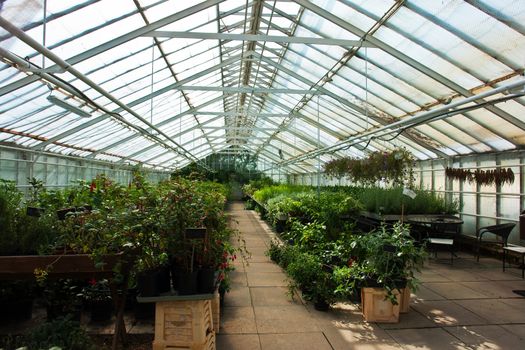 Inside a plastic covered horticulture greenhouse of garden center selling flowers and plants