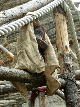 Cute orangutan sits covering the cloth material and sucks his finger