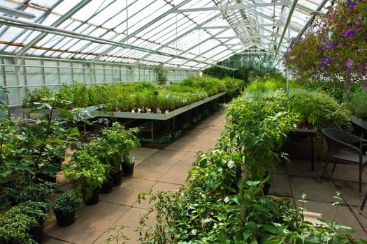 Inside a plastic covered horticulture greenhouse of garden center selling flowers and plants