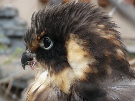 Small nesting hawk with ruffle feathers on his head