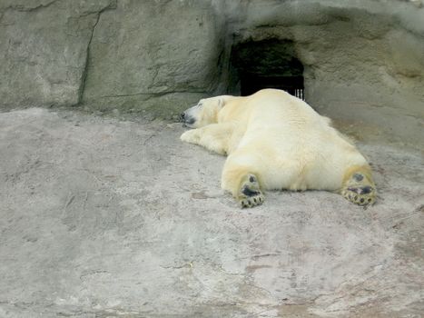 Large white bear sleeps on the rock at Moscow zoo