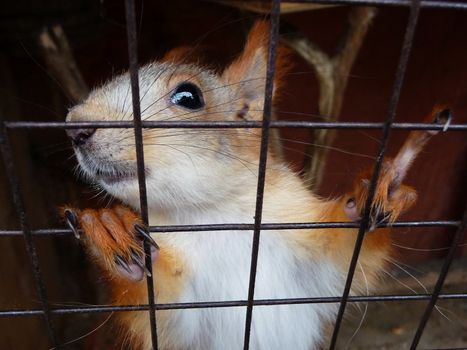 Little squirrel in the cage clutching rods