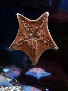 Very beautiful red starfish in the sea aquarium