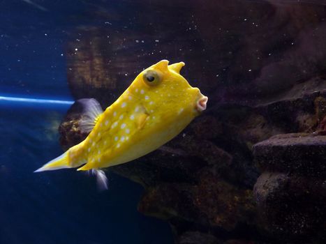Unusual geometrical yellow fish in the aquarium