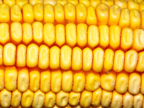Close-up view of an ear of corn.