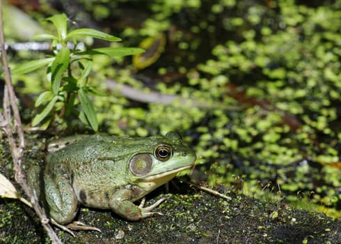 A bullfrog sitting on a log in a swamp.
