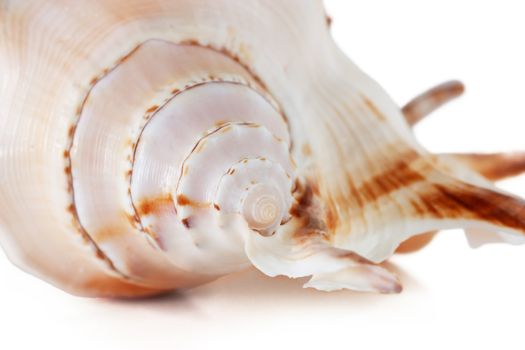 Sea shell isolated over white. Shallow depth of field.