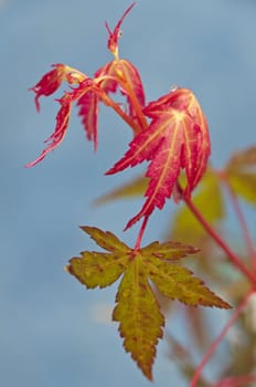 japanese maple with autumnal colors