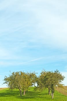 apple trees on a meadow