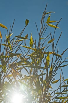 bamboo in backlight