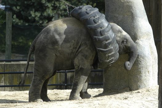 baby elephant playing with a tire swing