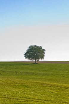 old tree