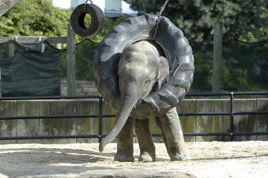 baby elephant playing with a tire swing
