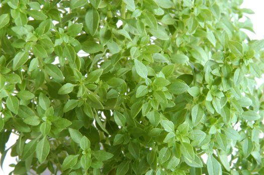 close up of a globe basil plant