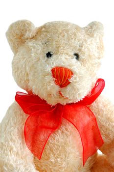 close up portrait of teddy bear isolated on white