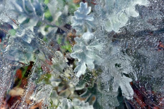 Winter photo: leaves and grass under ice