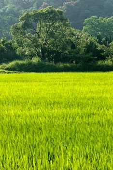 Nature landscape of rural with forest and trees and grass in daytime.