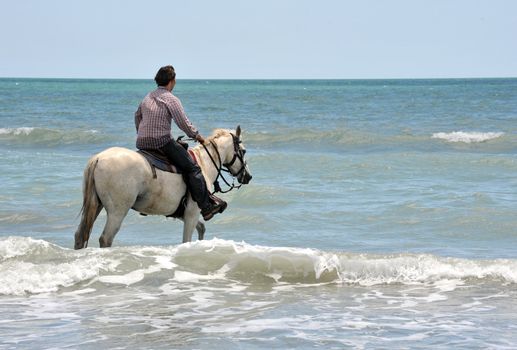 riding man and his white horse in the sea