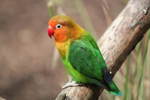 Colored bird agapornis-fischeri alone and standing on a branch