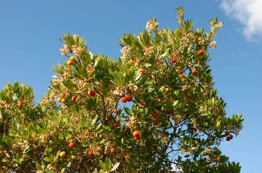 arbousier, tree in the south of France (Arbustus unedo)