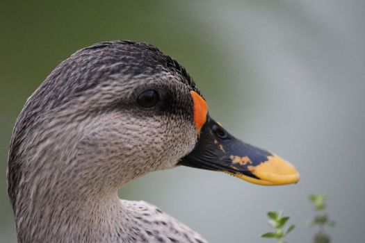 duck orange and black and yellow