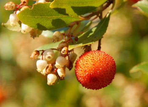 arbousier, tree in the south of France (Arbustus unedo)