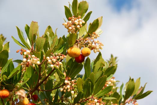 arbousier, tree in the south of France (Arbustus unedo)