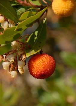 arbousier, tree in the south of France (Arbustus unedo)