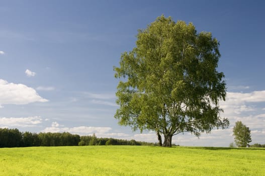 Wonderful autumn sun and meadow yellow tree