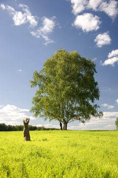 young woman on field in summer under tree