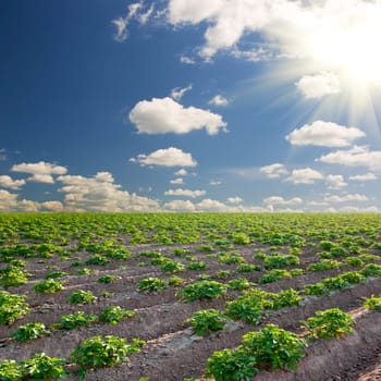 potato field on a sunset under blue sky landscape