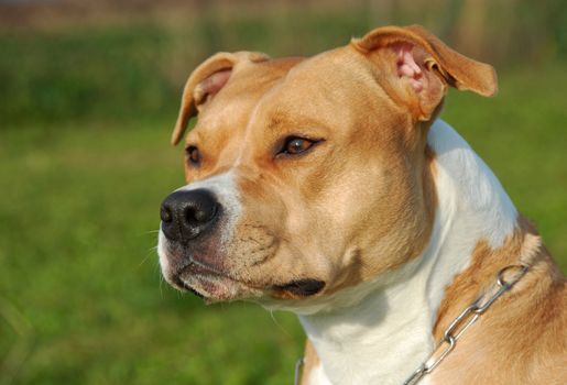 portrait of a beautiful female purebred American Staffordshire Terrier