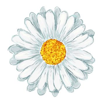 painted daisy on white background - illustration