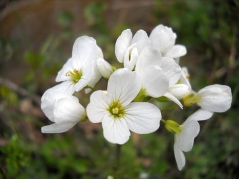 Flower; a plant; spring; flowering, a wood; macroshooting; flora