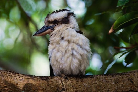 The kookaburra sits on a branch in a tree crone. Against green foliage.