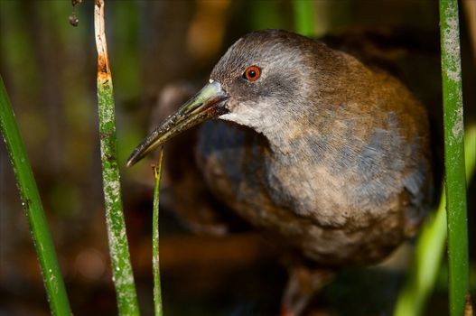 Portrait of a bird very close. A bird it is guarded looks. A dark background.